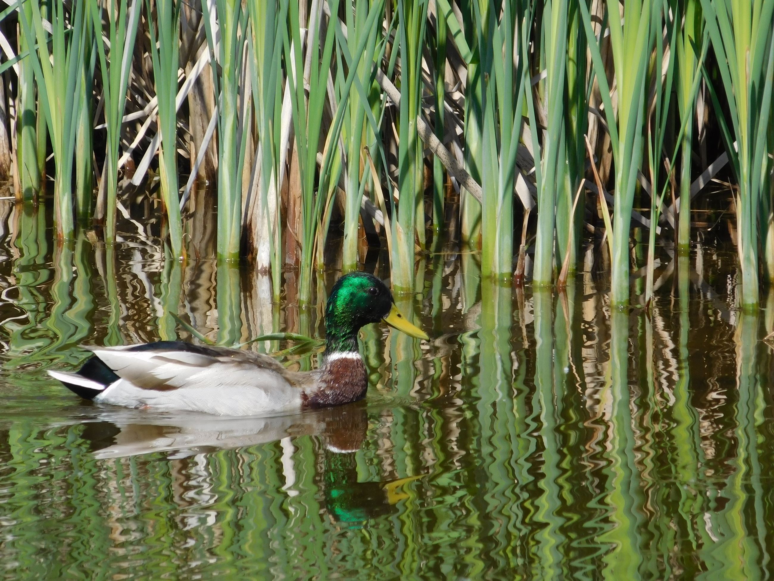MALLARD